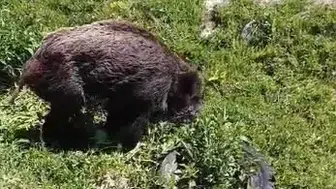 Ardahan’da ayının pençesinden kurtulan domuz köy yolunda görüntülendi