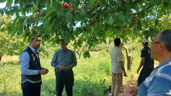 Bilecik’te dolu felaketi sonrası tarlalarda hasar tespiti başladı