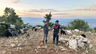 Gülnar'da kaybolan 40 koyun dron yardımıyla bulundu