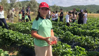 Yatağanlı gençler tarlaya girdi çilek hasadı yaptı