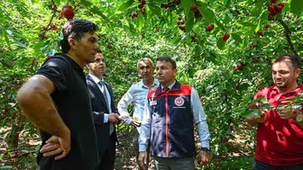 Denizli’de kiraz mevsimi açıldı