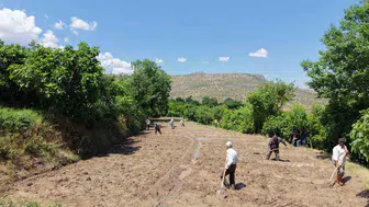 Gercüş’ün tescilli pirinci için köylüler tarlaya indi
