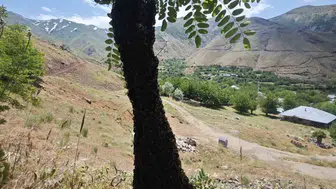Elazığ’da binlerce arı akasya ağacını ağırlığıyla aşağı çekti