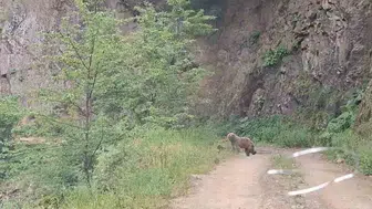 Sinop Zindan Dağı yolunda sürpriz ayı ailesi