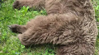 Artvin’de ayı saldırısına uğrayan köylü nacakla hayatını kurtardı