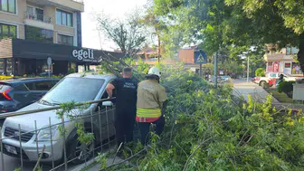 Düzce’de ağaç altında kalan araca hatalı park cezası kesildi
