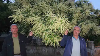 Burhaniye sokaklarını kestane ağaçlarının kokusu sardı