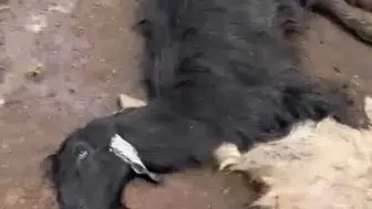 Adana'da besicinin kabusu Bir günde 76 hayvan telef oldu