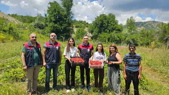 Tuncelili kadınların çilek başarısı köy ekonomisini değiştirdi