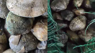 Kapıkule'de kaçak deniz ürünü taşıyan sürücüye ağır fatura