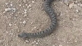 Sivas dağlarında nadir görülen zehirli engerek görüntülendi