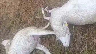 Kırklareli köylerini sel vurdu Üreticinin emekleri toprak altında kaldı
