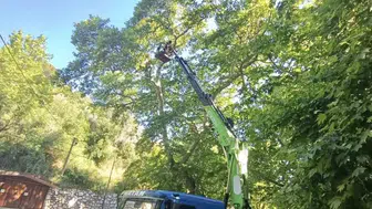 Karacasu yaylalarındaki asırlık dev ağaçlara yaz bakımı yapıldı