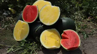 Adana tarlalarında sarı sürpriz Tropical Sunshine hasada hazırlanıyor