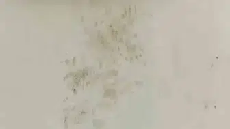 Rize’deki yaylada bir ayı 20 evi talan etti
