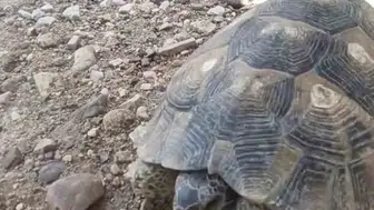 Edirne sokaklarında kaplumbağa ile sohbet eden belediye işçisi