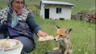 Ardahan yaylasında tilkiyle sıra dışı öğle yemeği molası