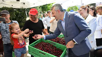 Edirne’nin altın kirazında hasat zamanı
