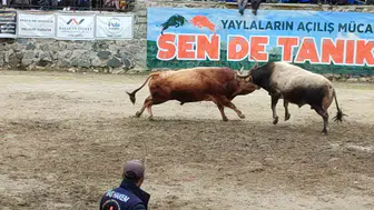 Ayder yaylasında boğalar arenaya çıktı