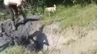 İnegöl merasında defineci tuzağına düşen hayvan zor kurtarıldı