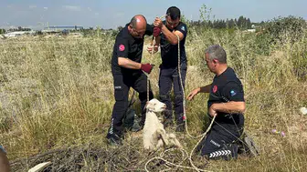 Antalya’da kanalizasyon çukuruna düşen oğlağı duyarlı bir vatandaş kurtardı