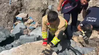 Hatay'da hafriyata sıkışan yavrularını anne kedi endişeyle bekledi