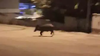 Karabük Üniversite Mahallesi'nde yaban domuzu paniği