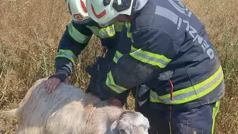 Tavas’ta kuyuya düşen sürü itfaiye operasyonuyla kurtarıldı