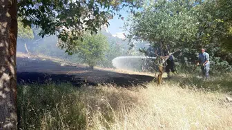 Reyhanlı’da zeytinlik alevlere teslim oldu