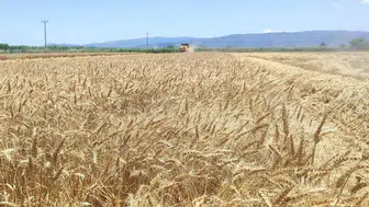 Söke Ovası’nda buğday hasadı tüm hızıyla devam ediyor