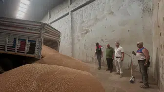 Koçarlı çiftçisi hasat dönemini açtı