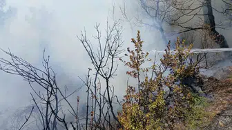Gemlikte piknik alanı yakınında çıkan yangın paniğe yol açtı