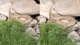 Hakkari dağlarında zehirli engerekle burun buruna geldiler