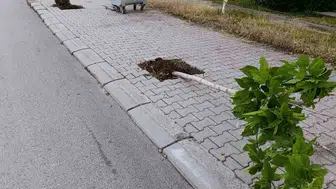 Patnos’ta dikilen 15 fidanı kimliği belirsiz kişiler kırdı