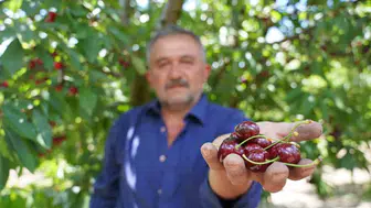 Tokat kirazında bu yıl bereket var ama fiyatlar üreticiyi düşündürüyor