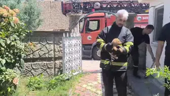 Batmanlı işçilerin duvar arasına sıkışan köpek için başlattığı seferberlik