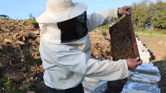 Aydın bal üretiminde Türkiye’nin zirvesini zorluyor
