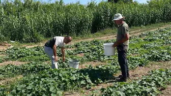 Didim’deki tarlalarda ilaç kalıntısı denetimi başladı