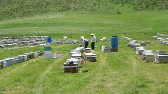 Bodrumdan Hakkari yaylalarına uzanan bal hasadı