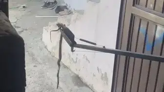 Adıyaman Besni'de garajda yılan paniği