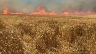 Tekirdağ'da bir izmarit bir yıllık emeği küle çevirdi