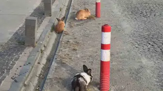 Atakum sahilinin sürpriz sabah misafirleri