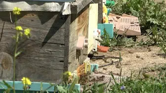 Arı sütünde kaliteyi artıran beslenme yöntemi bulundu