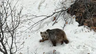 Tunceli'de dronu fark eden ayının şaşkın bakışları görüntülendi