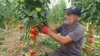 Kumluca tarlalarında domates hasadı hızlandı