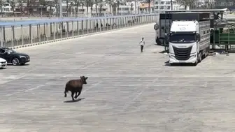 Mersin limanında hareketli anlar Gemiden kaçan angus denize atladı