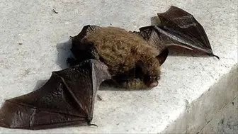 Uykusunda yüzüne konan yarasa sonu oldu: Isırık izi yoktu ama virüs vücuduna sızdı