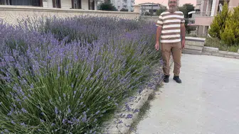 Kırşehir’de bir cami bahçesi mor lavantalarla çiçek açtı