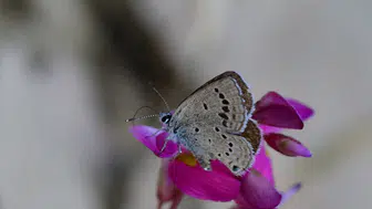 Van'ın eşsiz kelebeği için acil koruma çağrısı