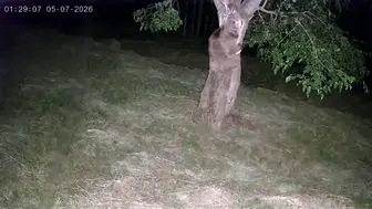 İspirde yaban hayvanları dut bahçelerini talan etti